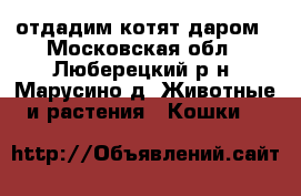 отдадим котят даром - Московская обл., Люберецкий р-н, Марусино д. Животные и растения » Кошки   